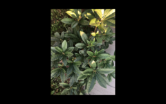 Rhododendron macrophyllum