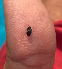 Paranovelsis bitaeniatus