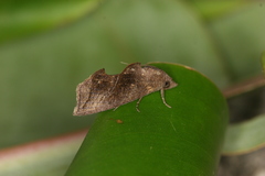 Oraesia serpens
