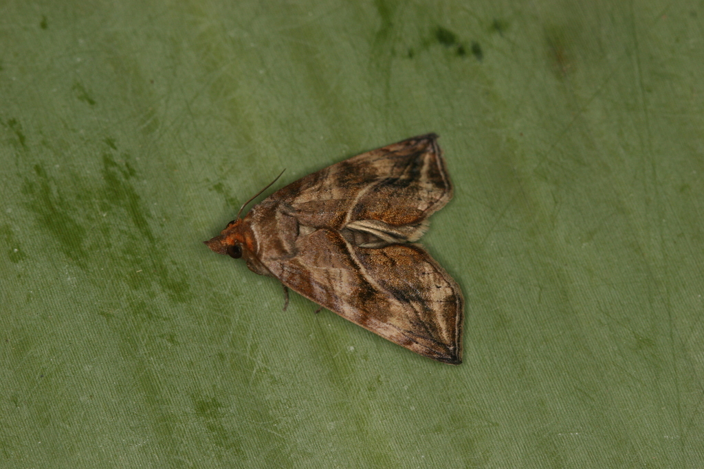Oraesia striolata