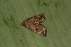 Image of Oraesia striolata