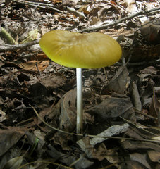 Hymenopellis sinapicolor