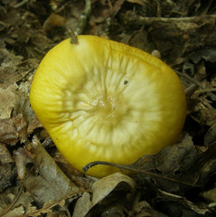 Hymenopellis sinapicolor