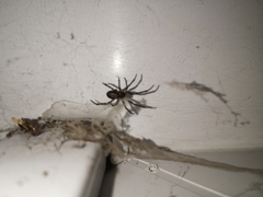 Steatoda nobilis