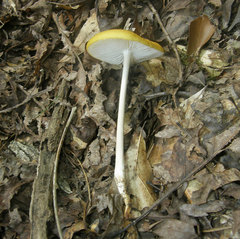 Hymenopellis sinapicolor