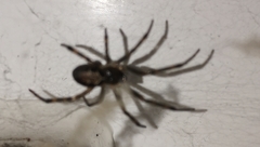 Steatoda nobilis