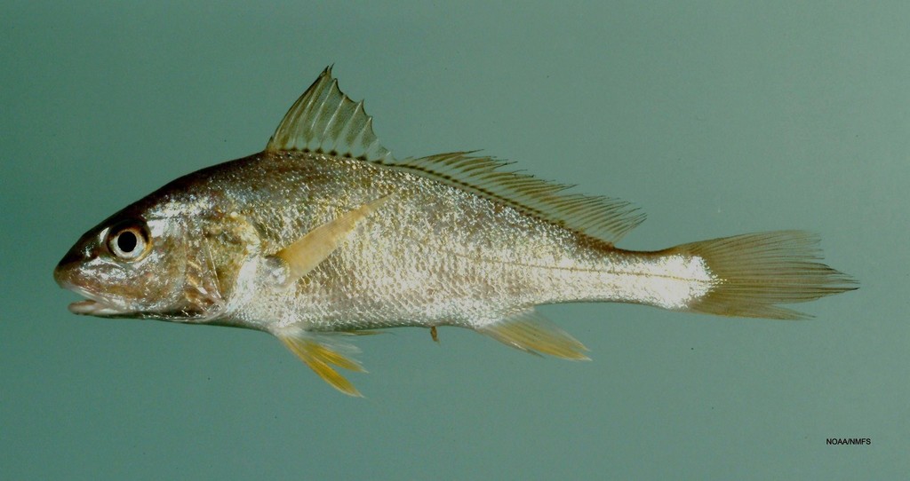 Maryland Biodiversity Project - Red Drum (Sciaenops ocellatus)