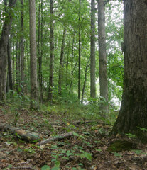 Hymenopellis sinapicolor
