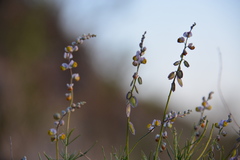 Monnina dictyocarpa