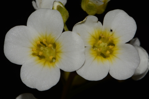 Paysonia stonensis