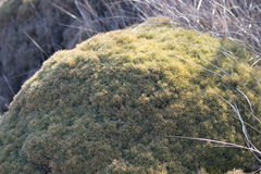 Ulex erinaceus