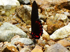 Mimoides phaon phaon