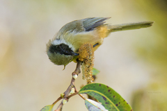 Psaltriparus minimus