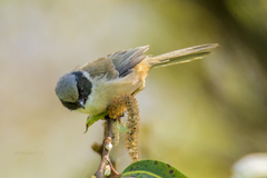 Psaltriparus minimus