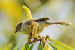 Psaltriparus minimus