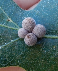 Atrusca carolina