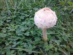 Fungi