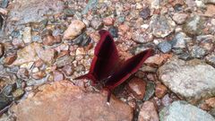 Marpesia zerynthia