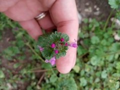Lamium amplexicaule