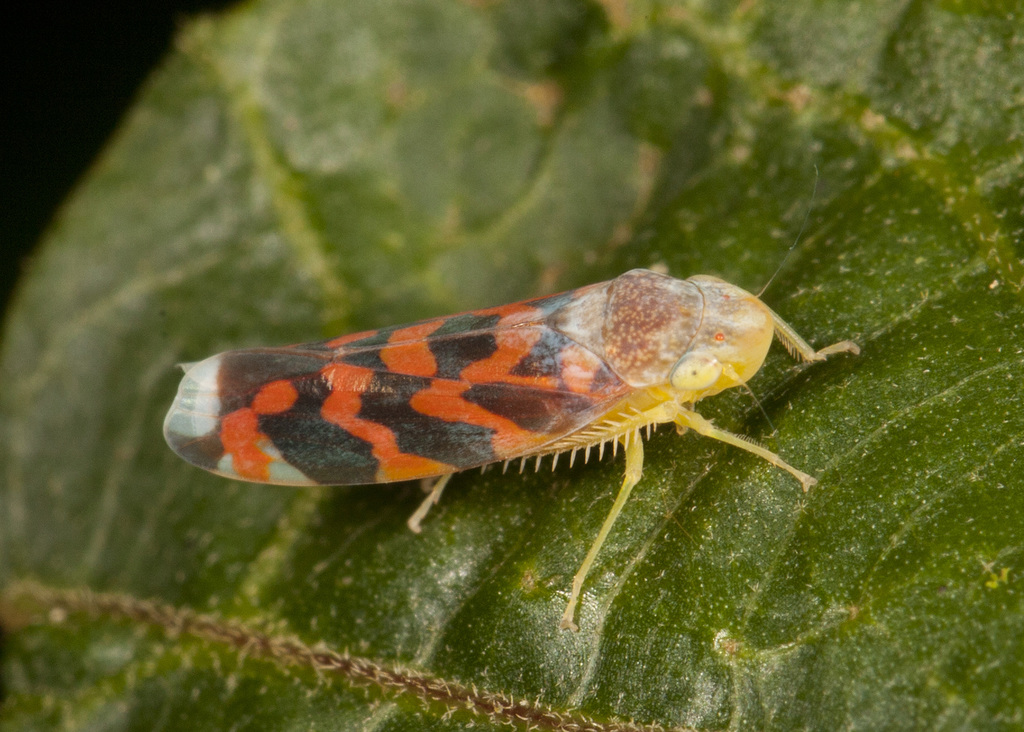 Ladoffa scopigera