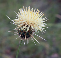 Centaurea reflexa