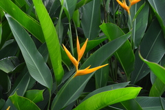 Heliconia psittacorum × spathocircinata