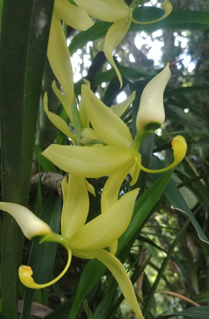 Cycnoches ventricosum