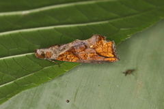 Plusiodonta incitans