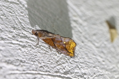 Plusiodonta incitans