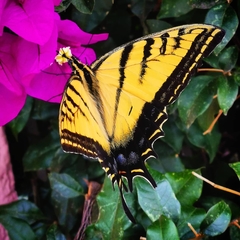 Papilio multicaudata