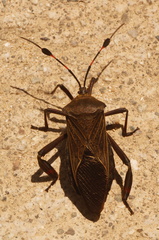 Pachylis acutangulus