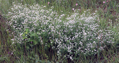 Dorycnium