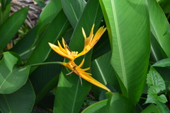 Heliconia psittacorum × spathocircinata