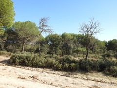 Phillyrea angustifolia