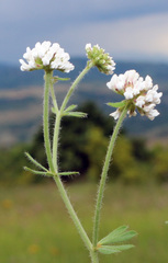 Dorycnium