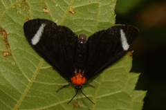 Hyalurga vinosa