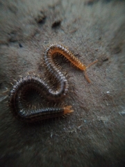 Henia vesuviana