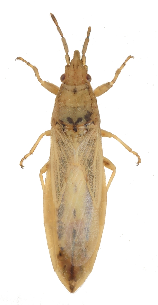 Cymophyes