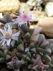 Ruschia bijliae