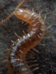 Henia vesuviana