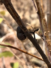 Grewia savannicola