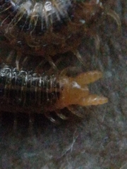 Henia vesuviana