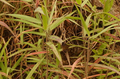 Anthanassa atronia