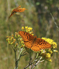 Speyeria nokomis
