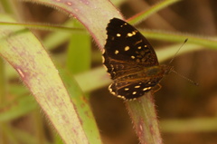 Anthanassa atronia