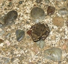 Incilius aucoinae