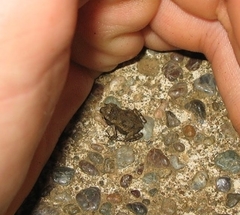 Incilius aucoinae
