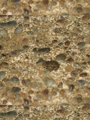 Incilius aucoinae