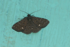 Plynteria stellata