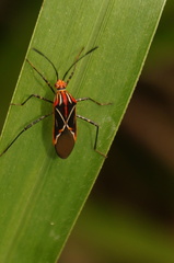 Hypselonotus argutus